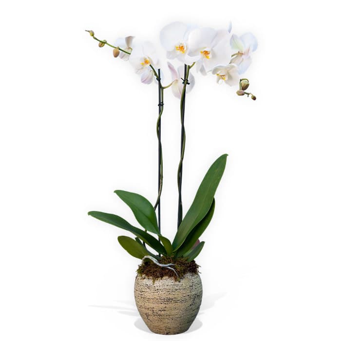 Plantas